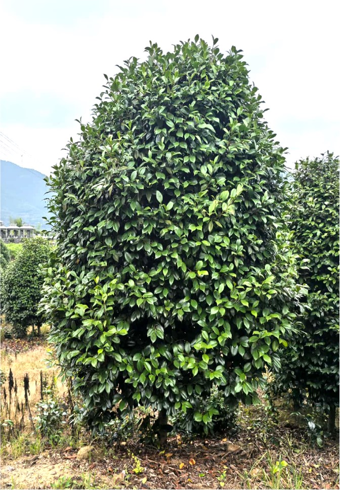 Camellia japonica (茶花)