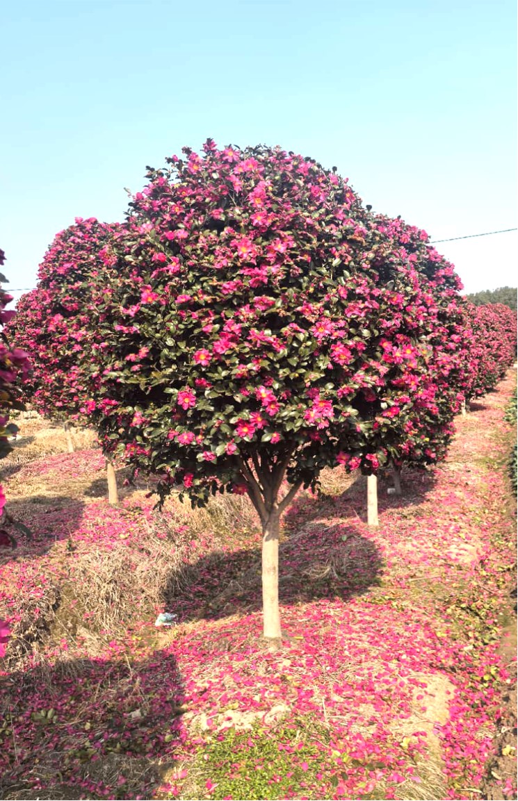 Camellia sasanqua (茶梅)