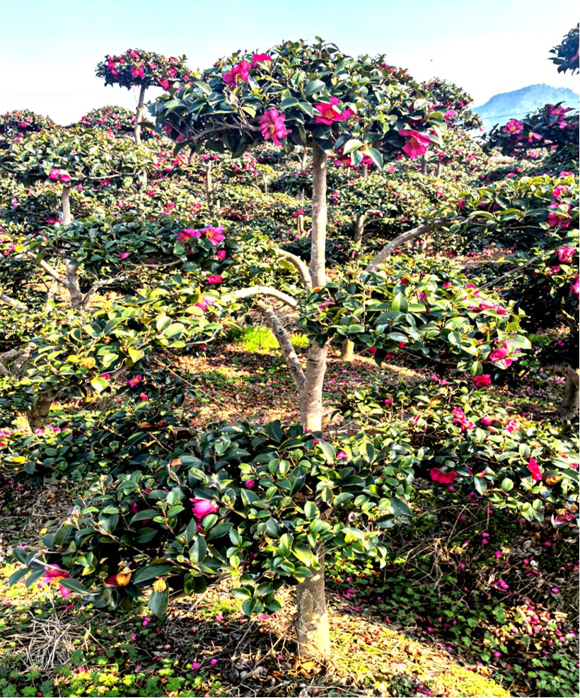 Camellia sasanqua 3