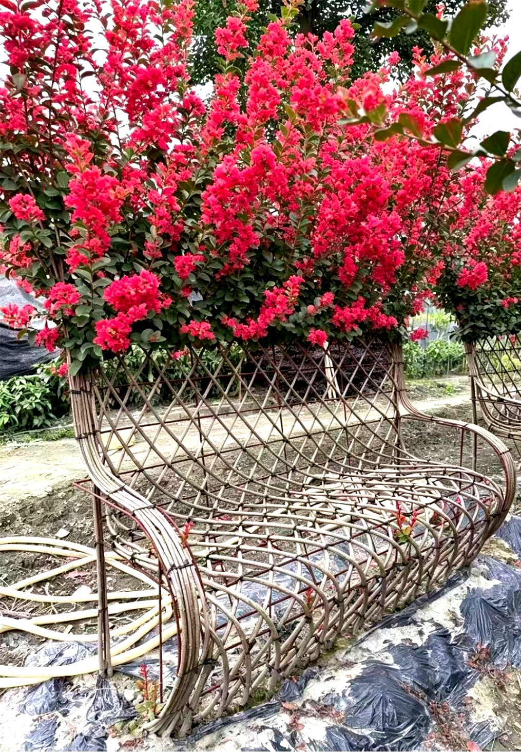 Lagerstroemia indica 'Chuan Hong' (川红紫薇)