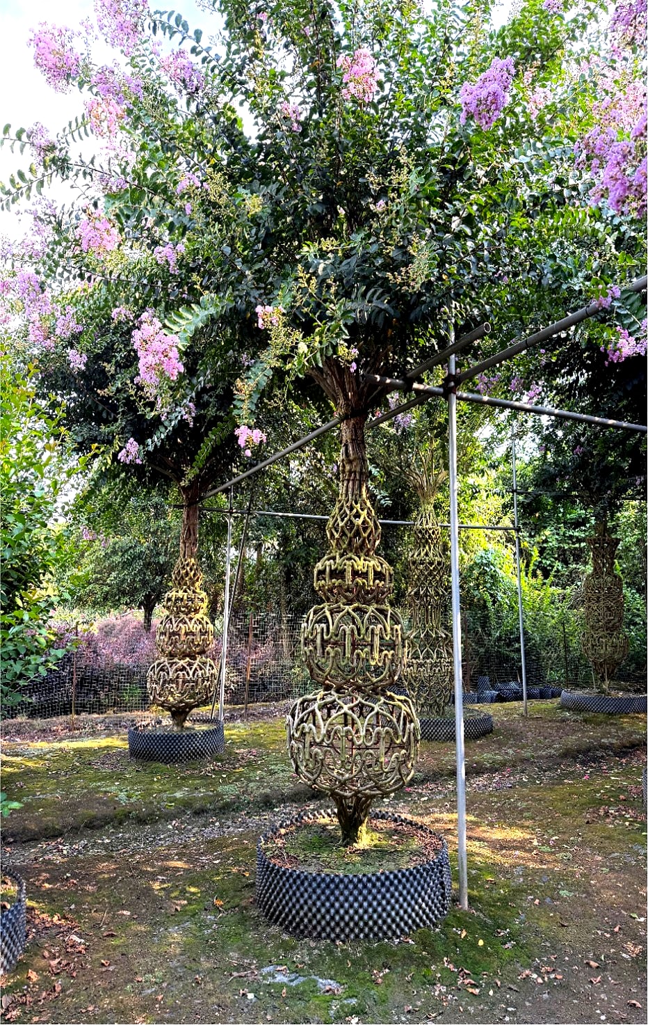 Lagerstroemia indica 'Chuan Hong' 14