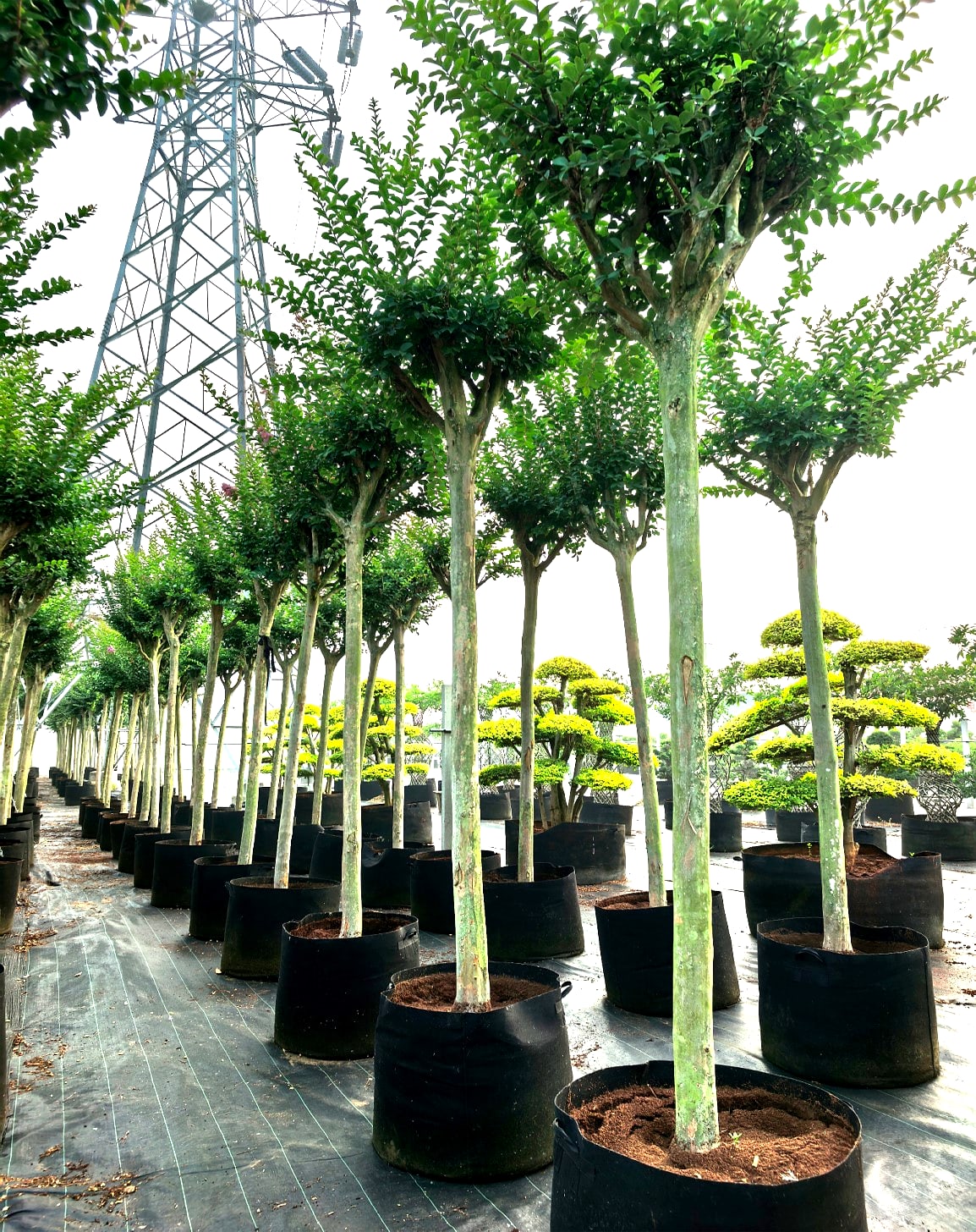 Lagerstroemia indica 'Chuan Hong' 15