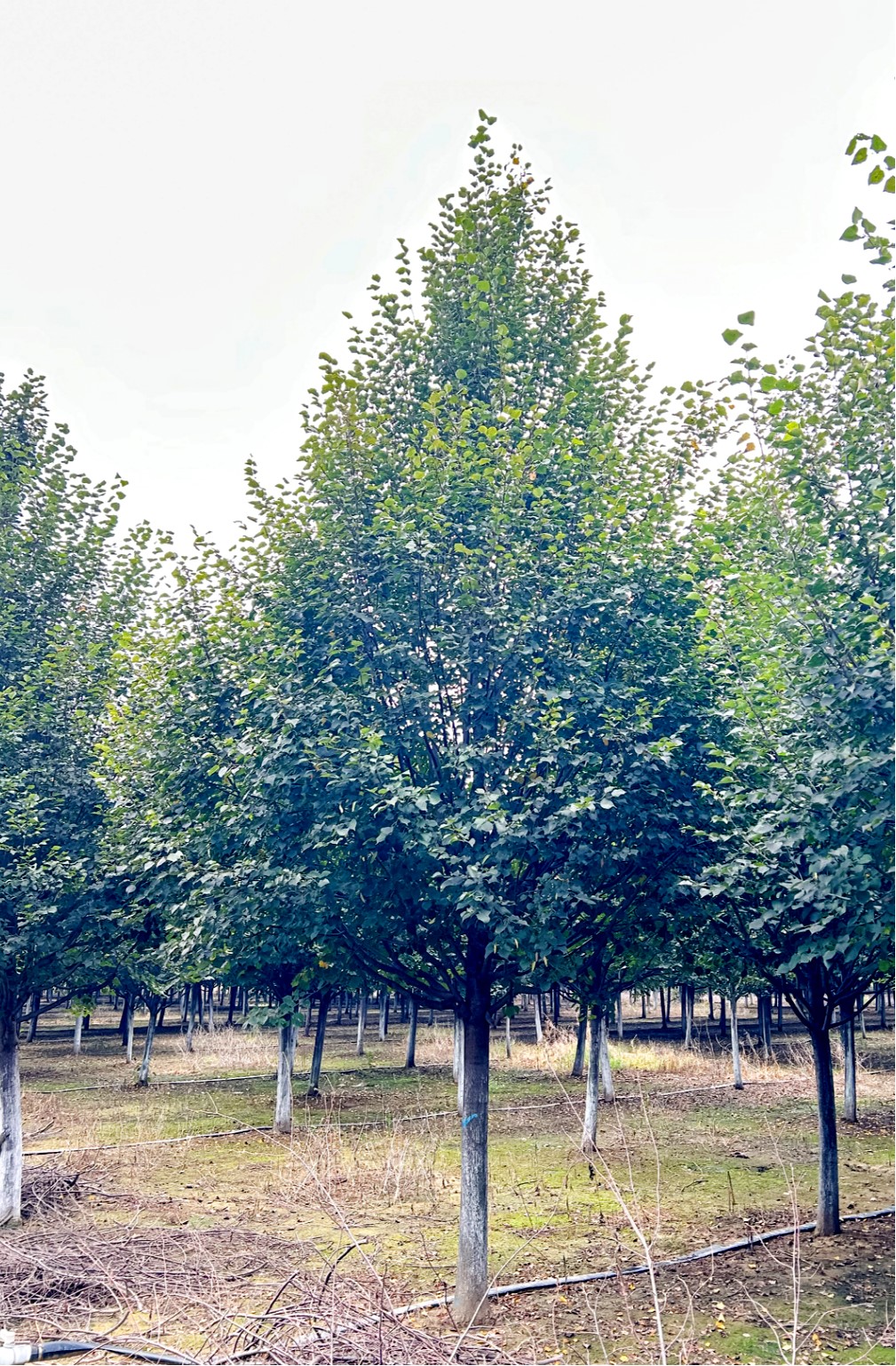 Tilia tuan (椴树)
