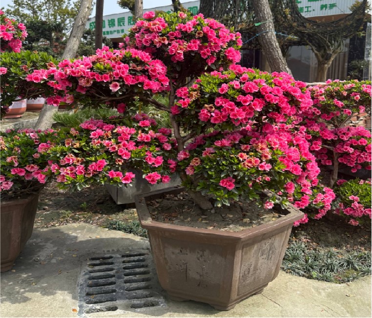 Rhododendron simsii 1