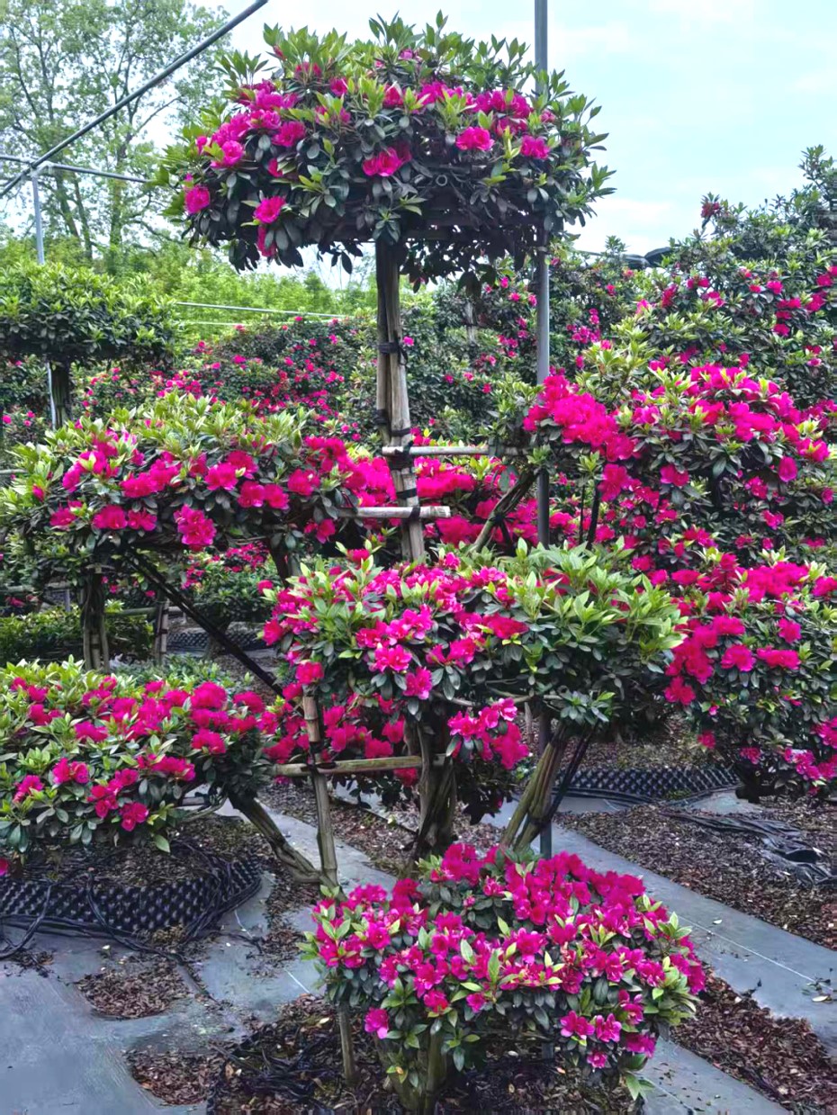 Rhododendron simsii 2