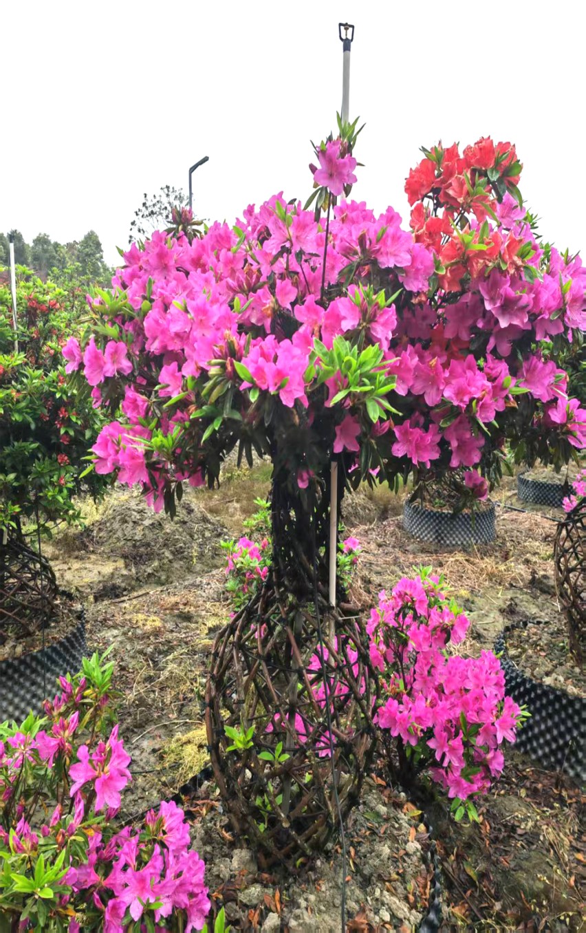 Rhododendron simsii 6