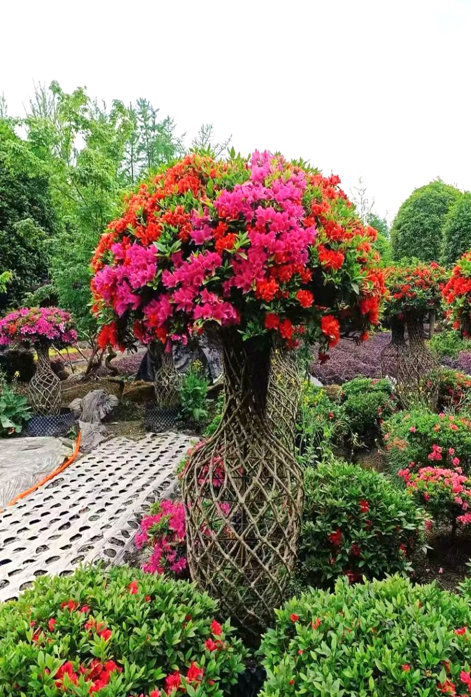 Rhododendron simsii 7