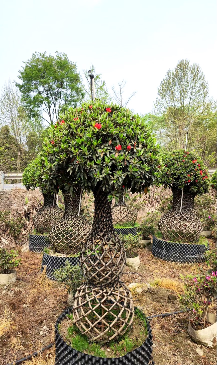 Rhododendron simsii 9