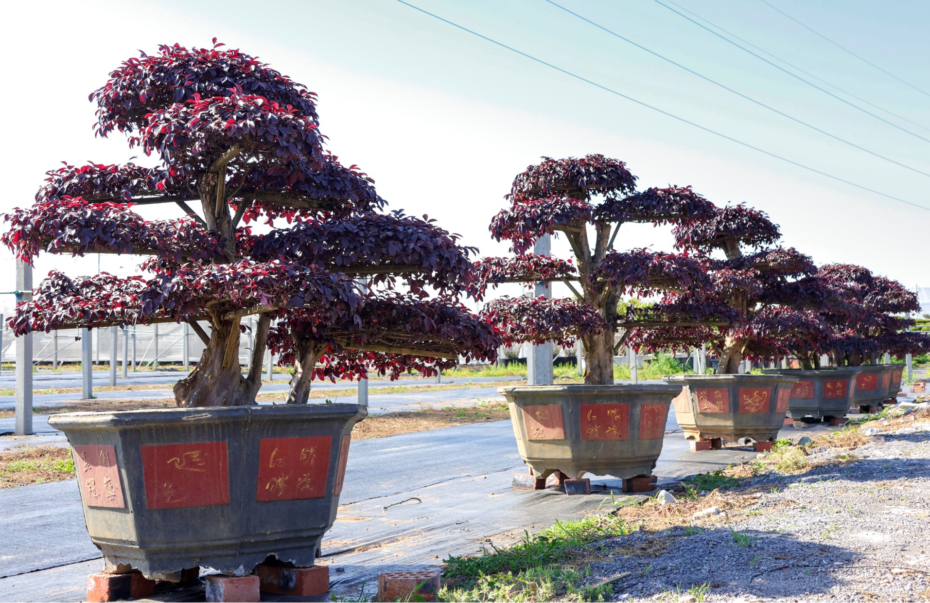 Loropetalum chinense var. rubrum 1