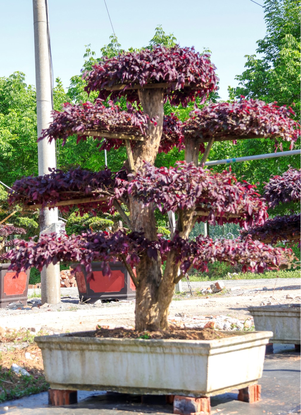 Loropetalum chinense var. rubrum 2