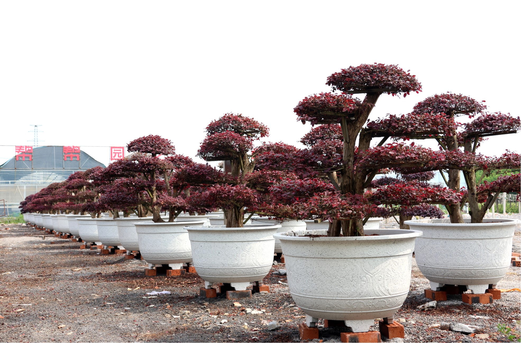 Loropetalum chinense var. rubrum 3