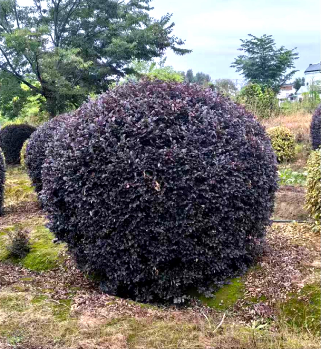 Loropetalum chinense var. rubrum 4