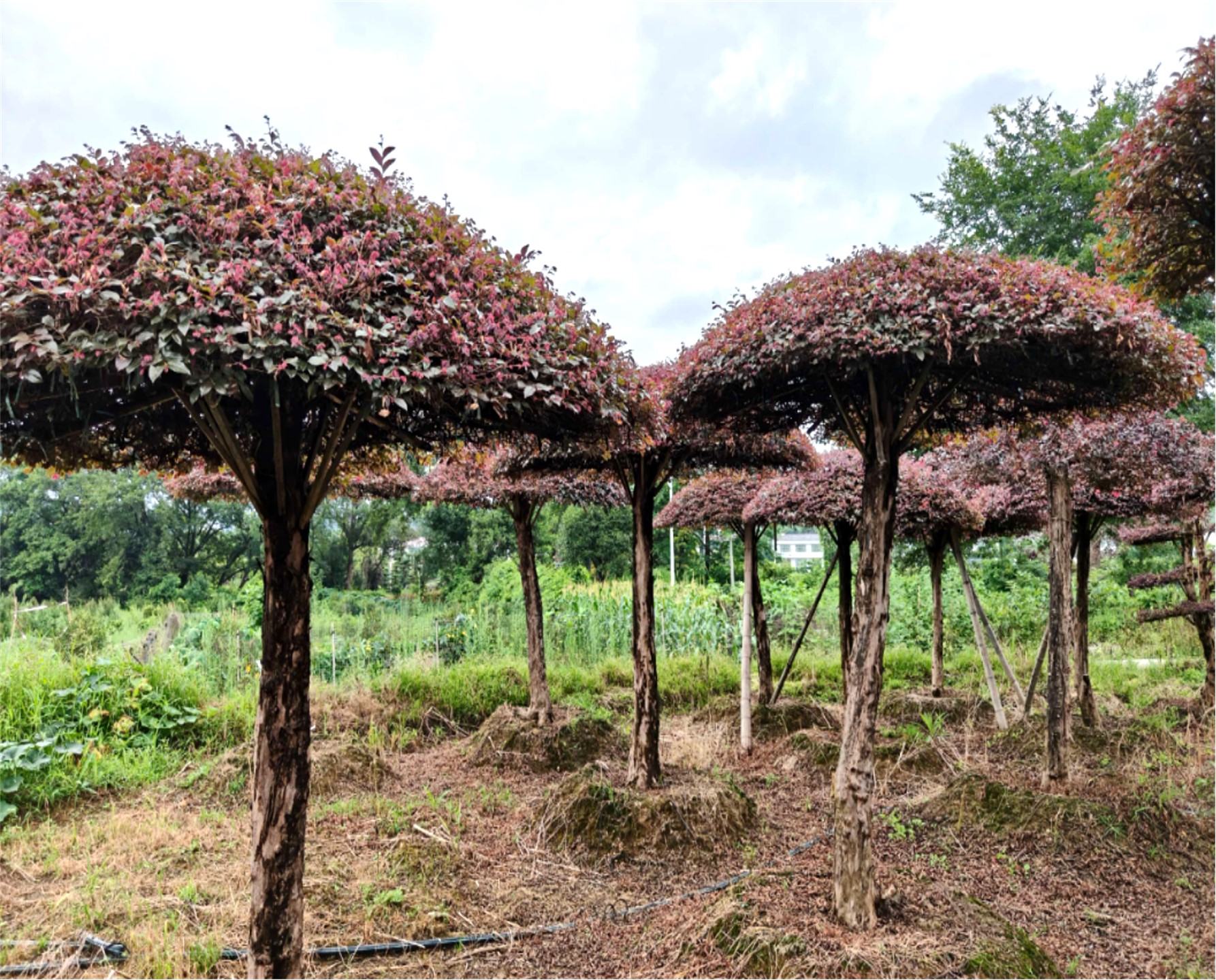 Loropetalum chinense var. rubrum 6
