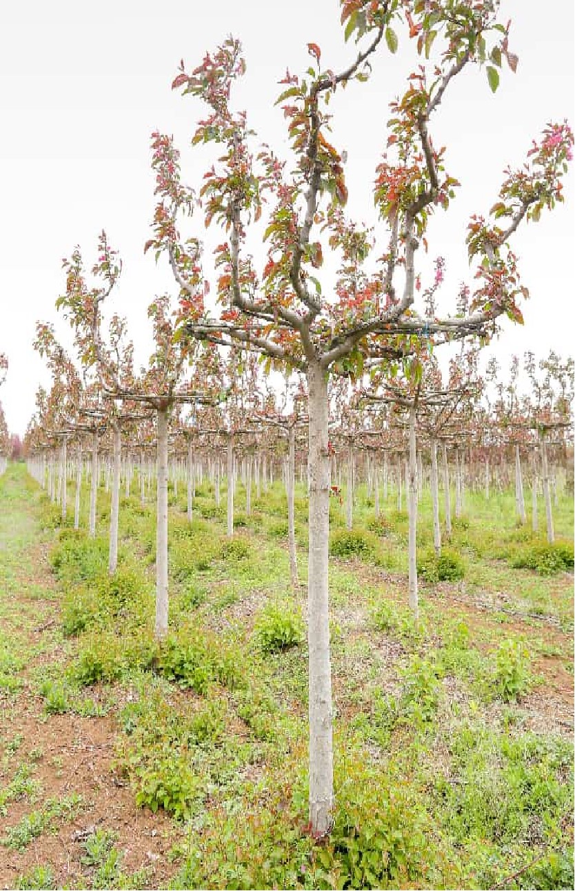 Malus 'Kelsey' 2