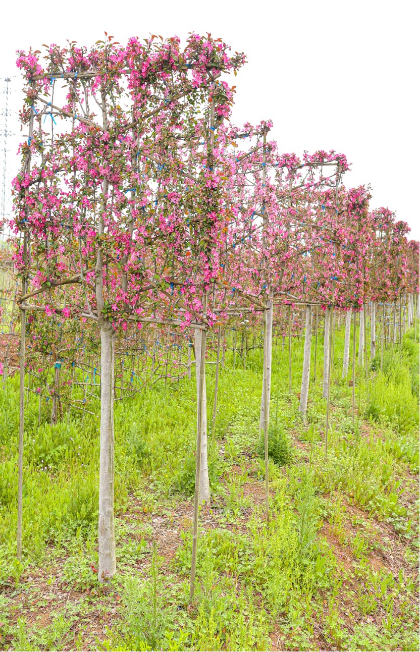 Malus 'Kelsey' 4