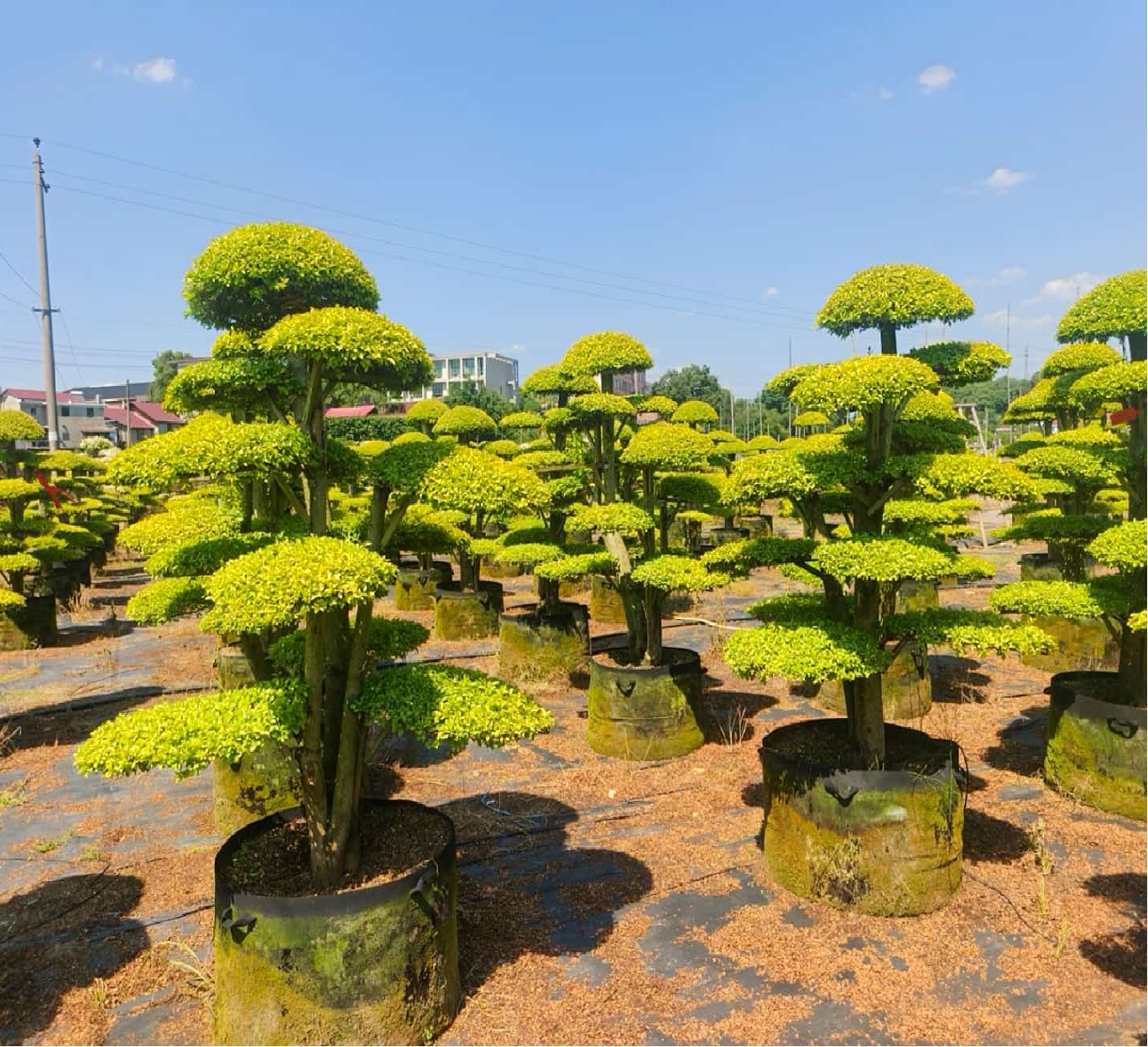 Ligustrum quihoui 'Lemon Light' (亮晶女贞)