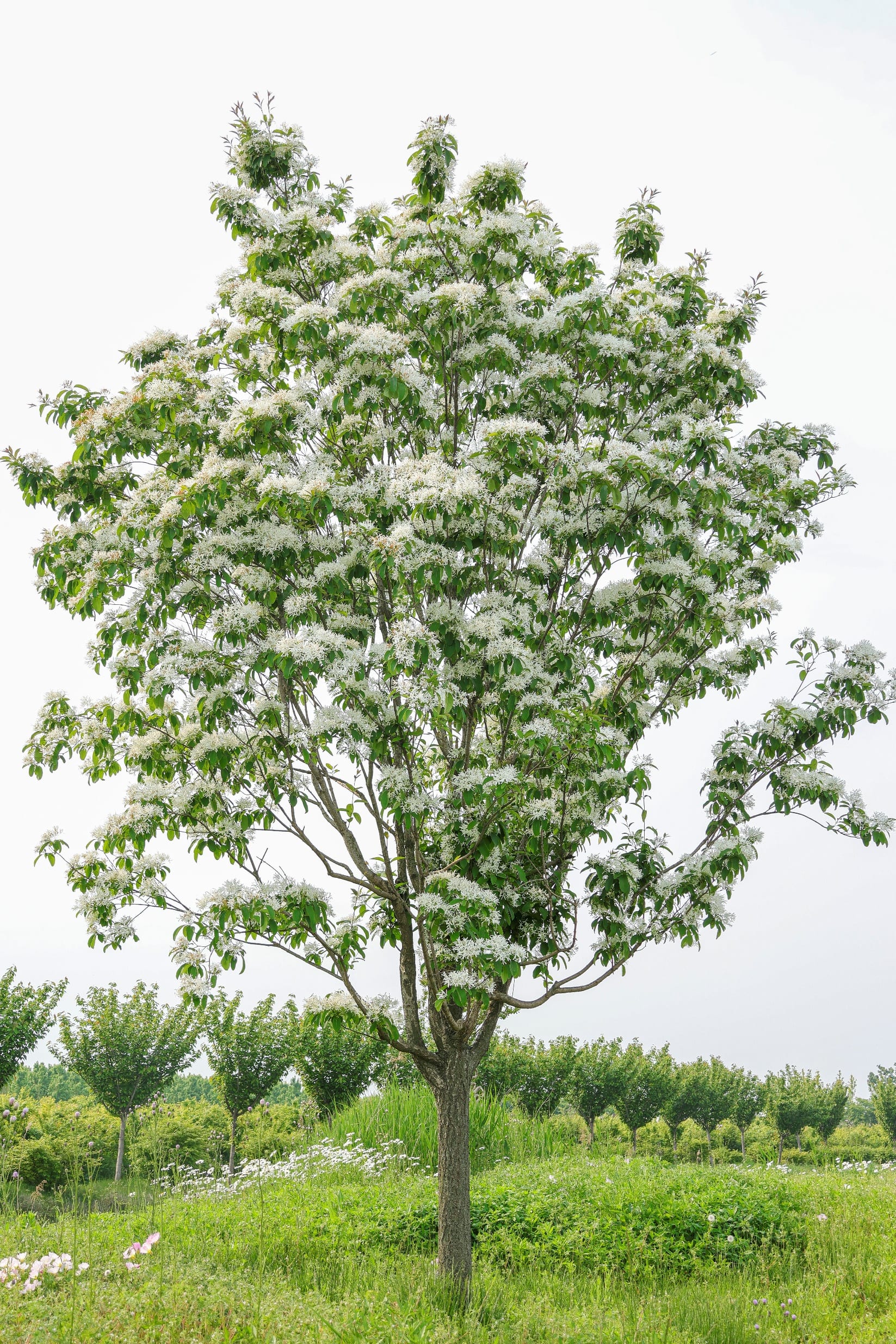 Chionanthus retusus (流苏)