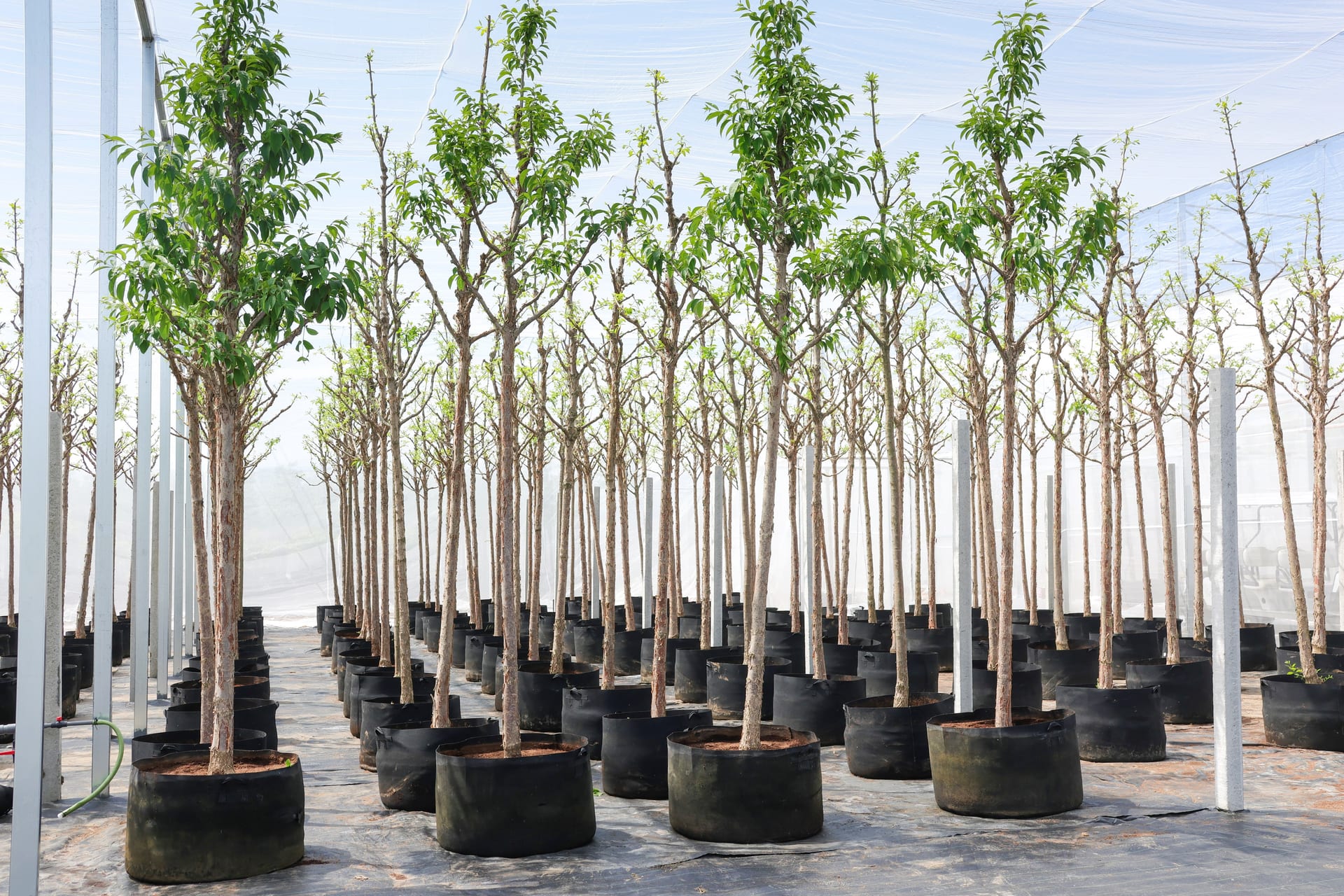 Chionanthus retusus 1