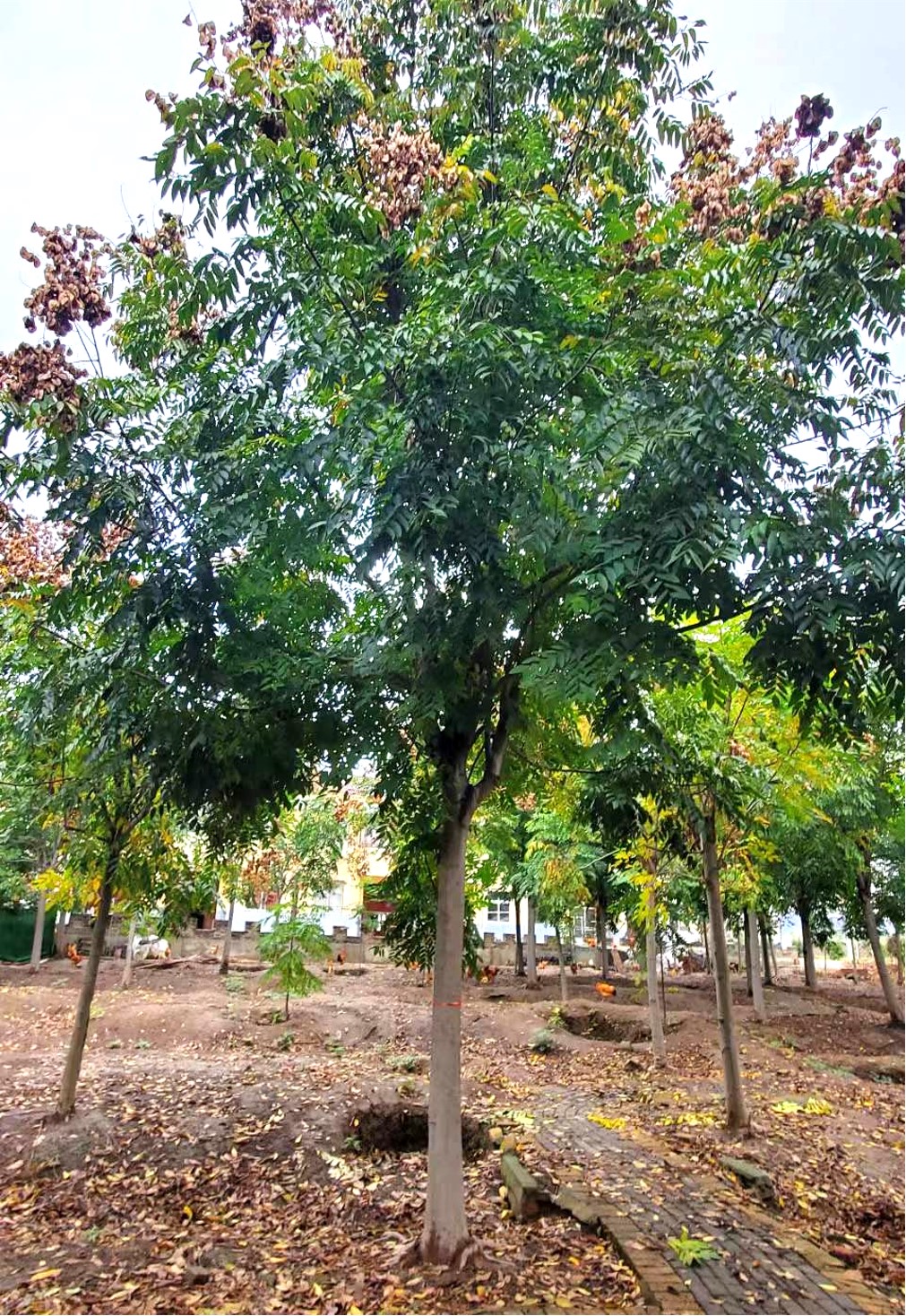 Koelreuteria bipinnata (栾树)