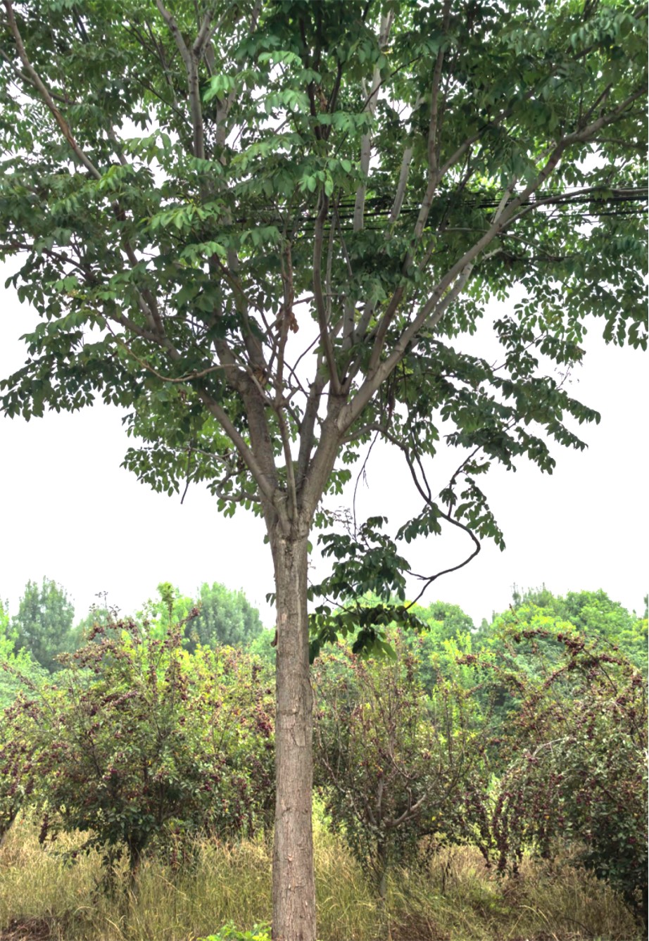 Koelreuteria bipinnata 1