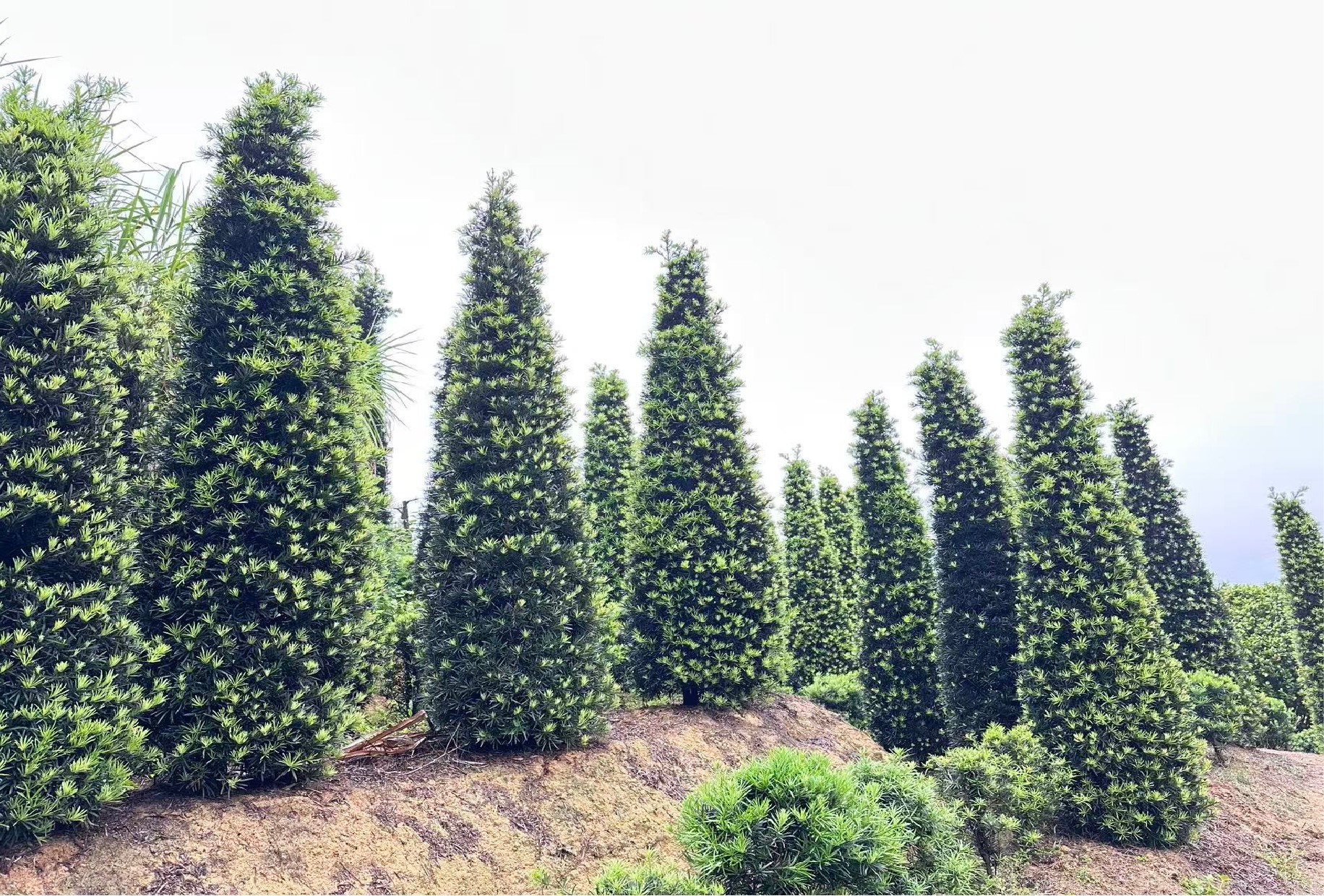 Podocarpus macrophyllus 1