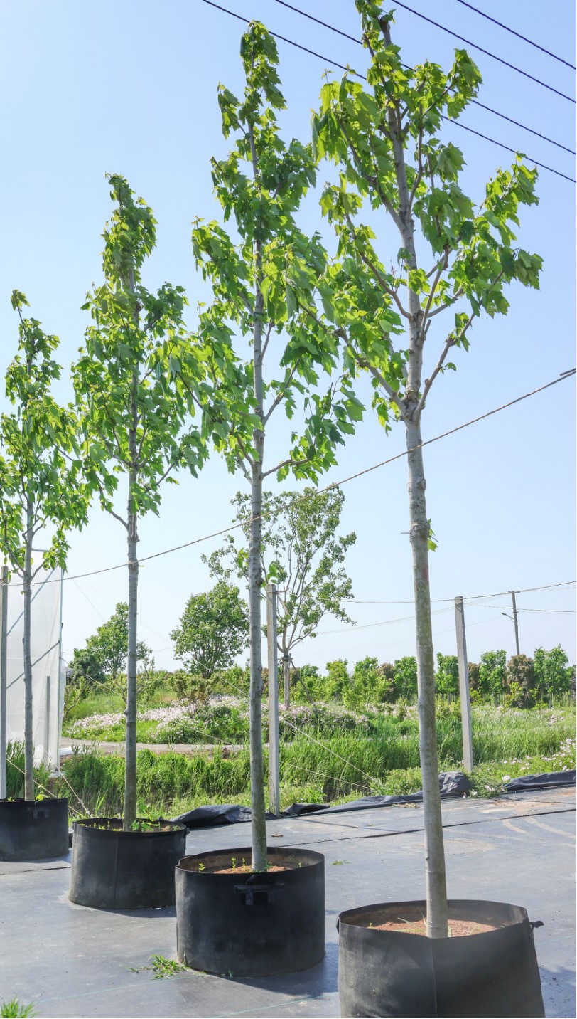 Acer rubrum 1