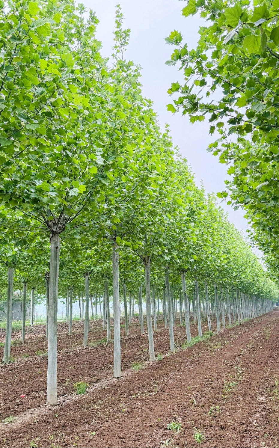 Platanus × acerifolia (少球悬铃木)