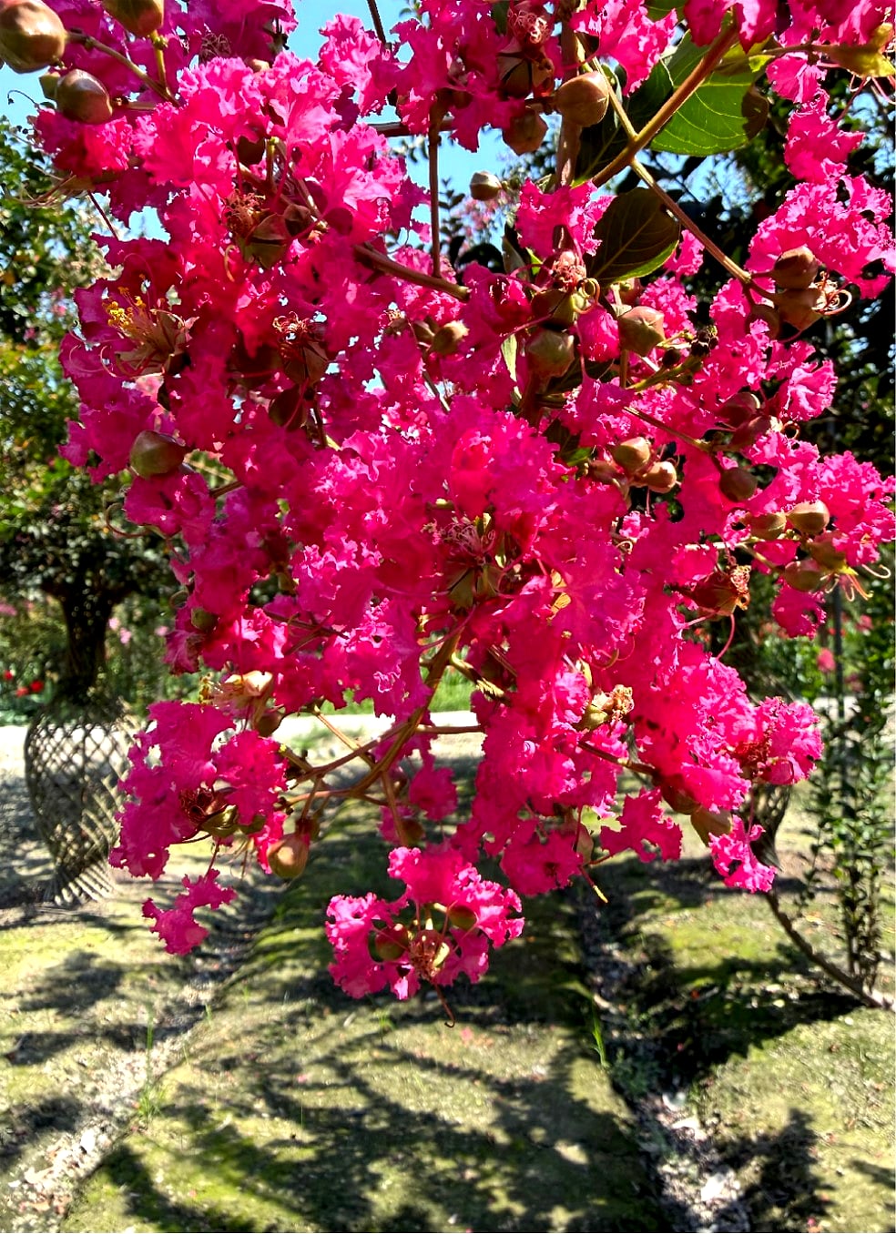 Lagerstroemia indica 'Pink Velour' (天鹅绒紫薇)