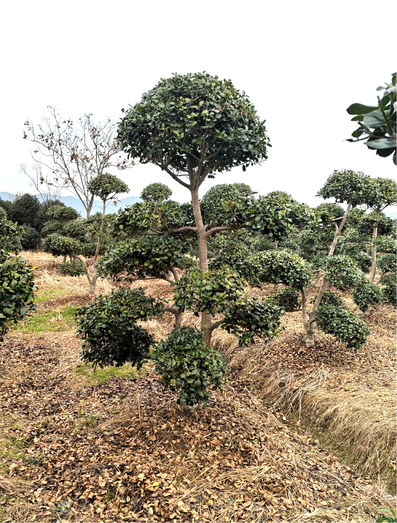 Ilex cornuta 'Burfordii' (无刺枸骨)