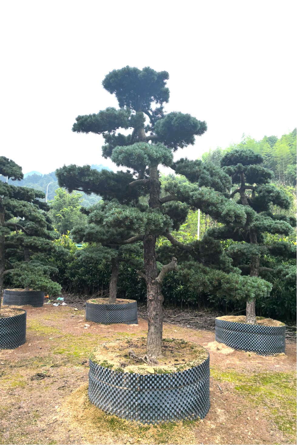 Pinus parviflora (五针松)
