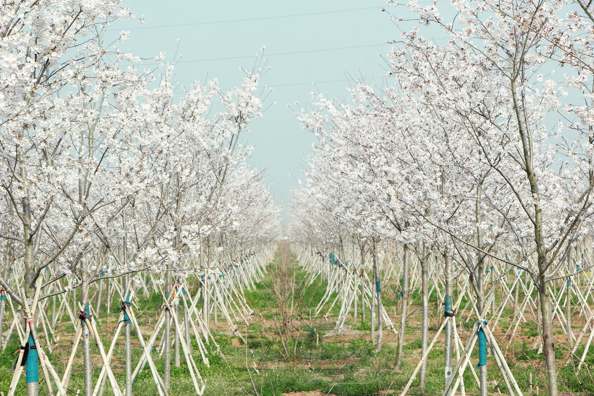 Prunus serrulata (樱花)