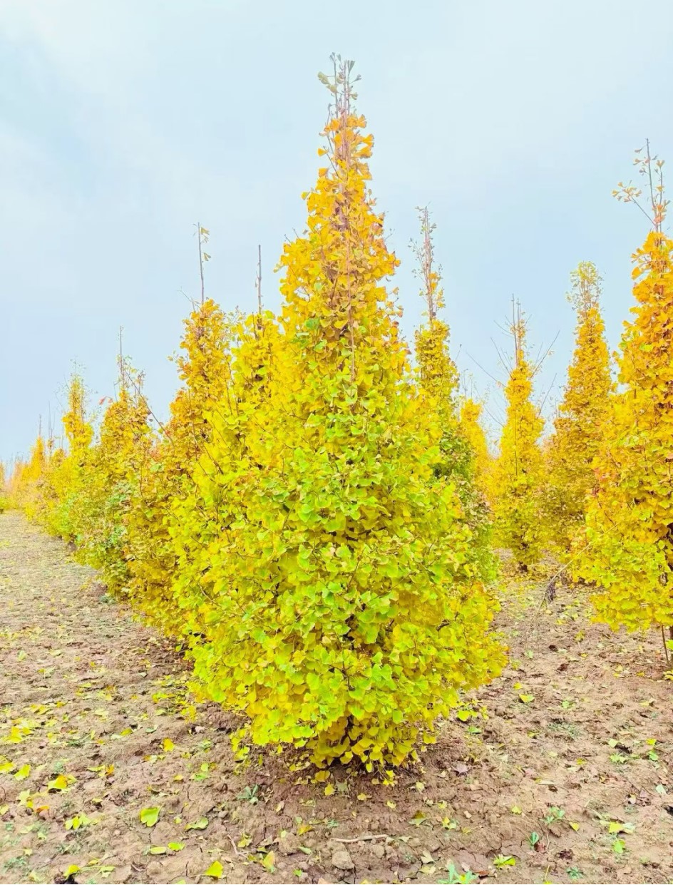 Ginkgo biloba (银杏)