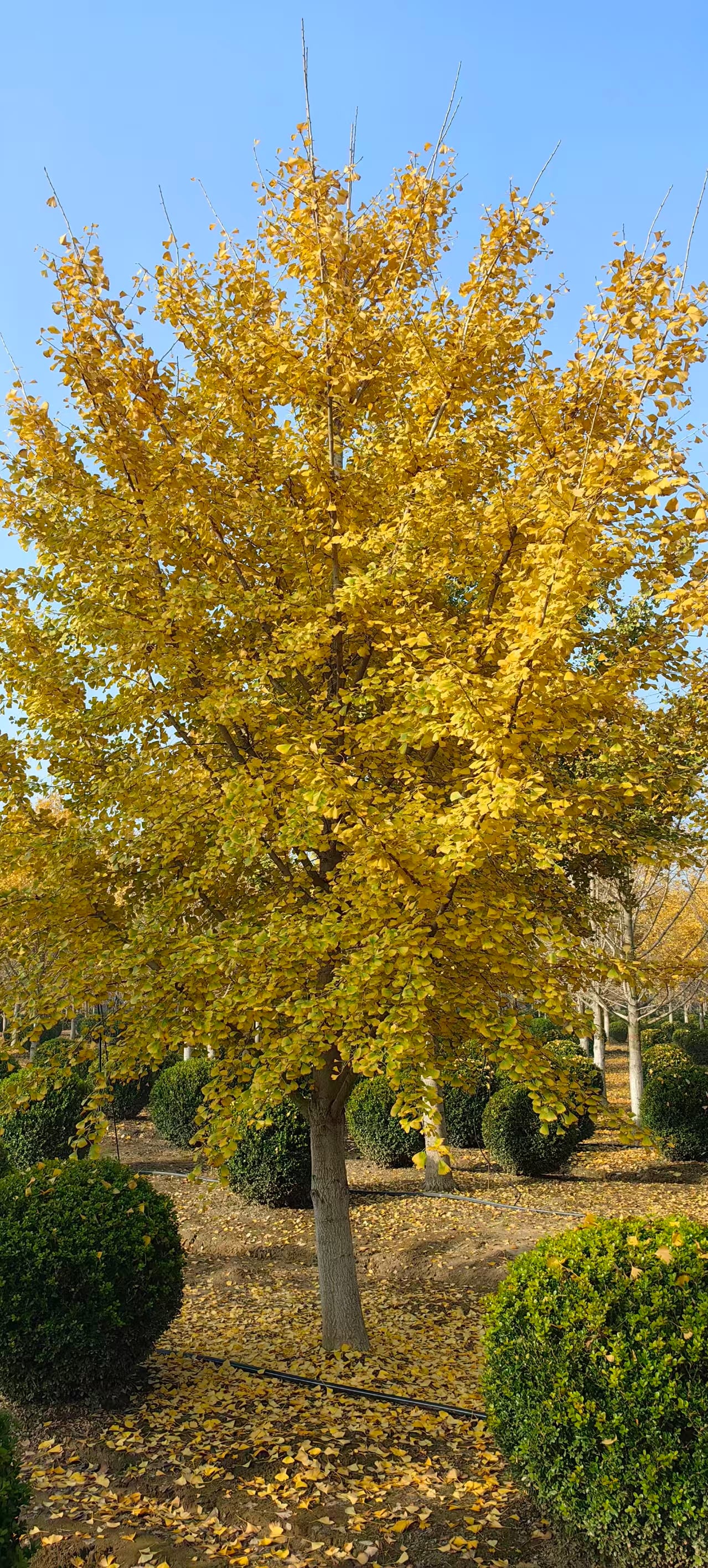 Ginkgo biloba 1