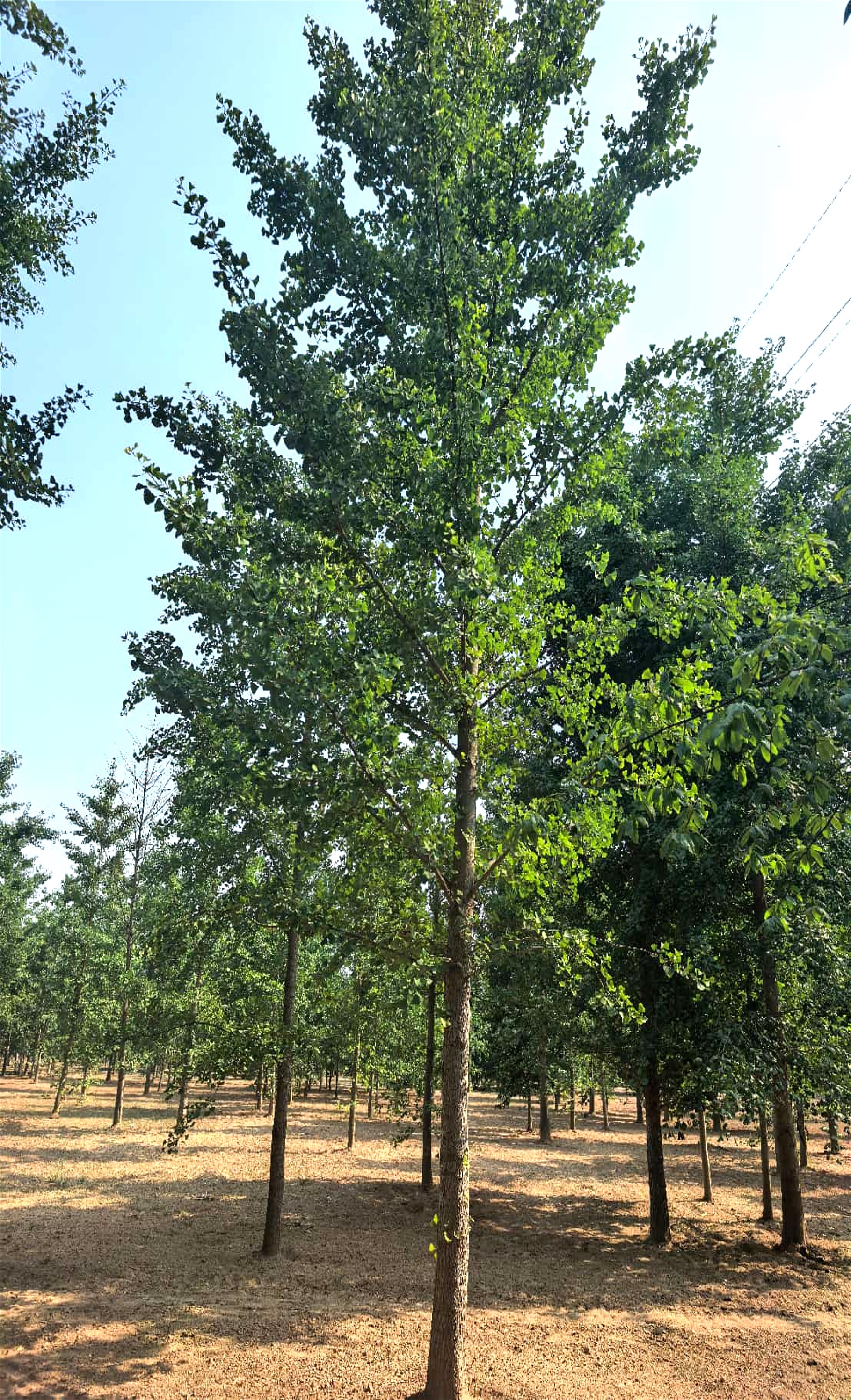 Ginkgo biloba 3
