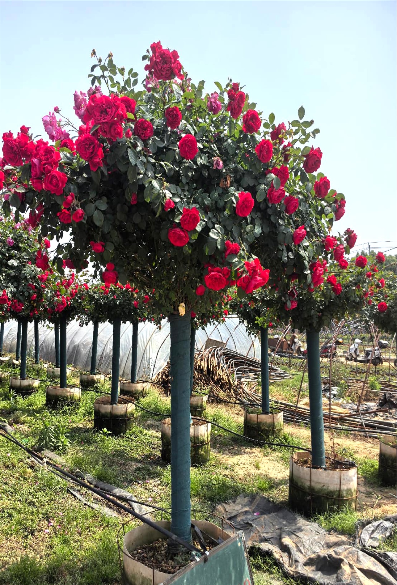 Rosa chinensis (月季)