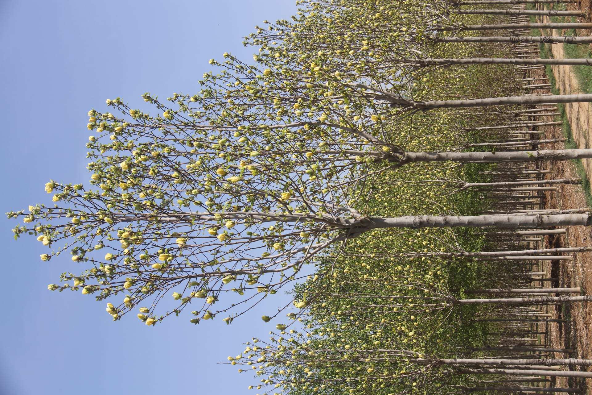 Magnolia denudata 1