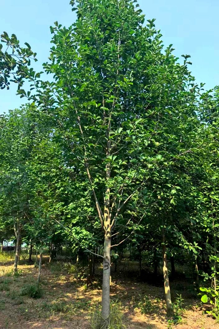 Magnolia denudata 6