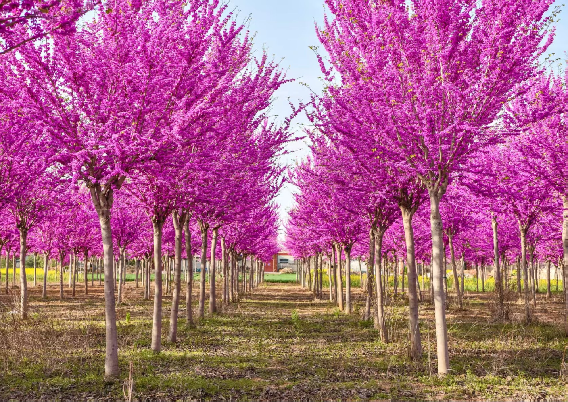 Cercis chinensis (紫荆)
