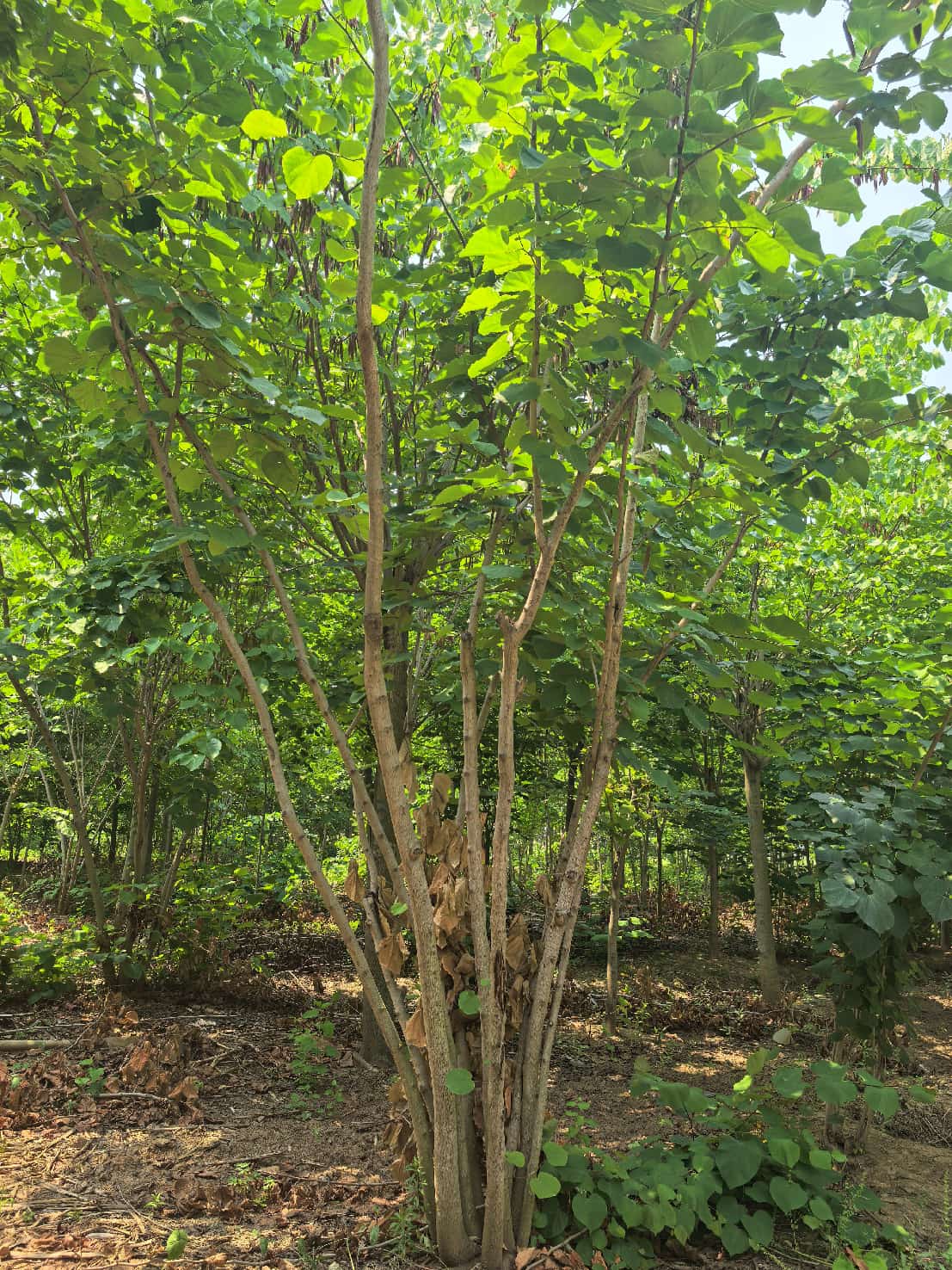 Cercis chinensis 1
