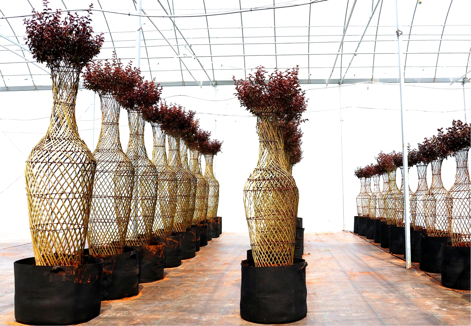 Lagerstroemia indica 'Ebony Embers' (紫叶紫薇)