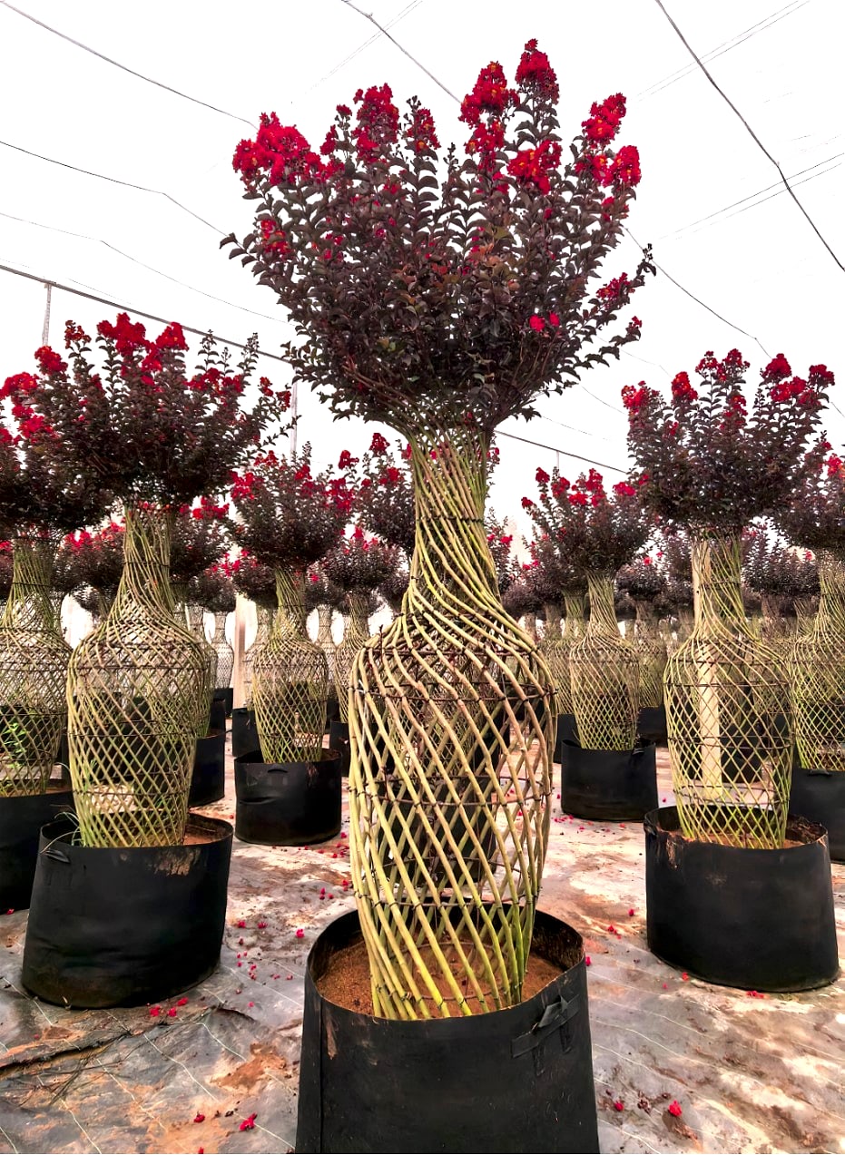 Lagerstroemia indica 'Ebony Embers' 1